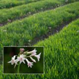 Tulbaghia Alba Lpotulalb - Garden Express Australia