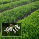 Tulbaghia Alba Lpotulalb - Garden Express Australia
