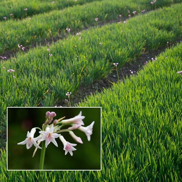 Tulbaghia Alba Tulbaghia Alba