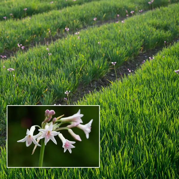 Tulbaghia Alba