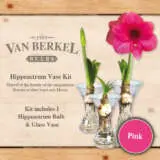 Vb Hippeastrumvase Pink - Garden Express Australia