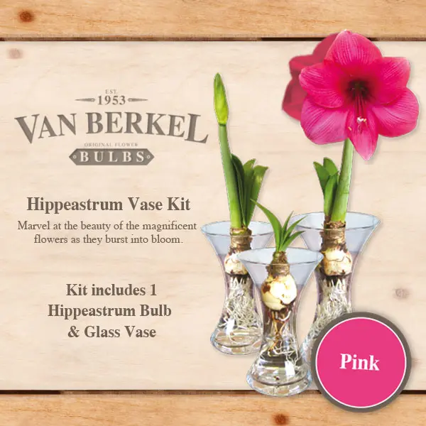 Vb Hippeastrum Vase & Bulb Kit – Pink