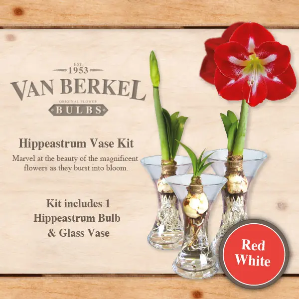 Vb Hippeastrum Vase & Bulb Kit – Red/white Vb Hippeastrum Vase & Bulb Kit – Red/white