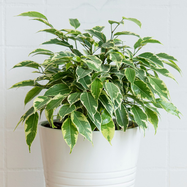 Variegated Weeping Fig Variegated Weeping Fig