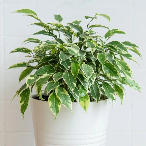 Variegated Weeping Fig Variegated Weeping Fig