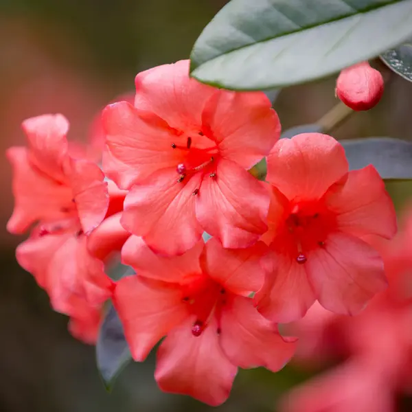 Vireya Rhododendron Birat Red Vireya Rhododendron Birat Red