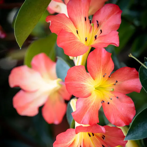 Vireya Rhododendron Blaze Of Glory Vireya Rhododendron Blaze Of Glory