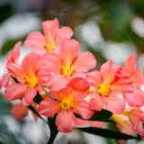 Vireya Rhododendron Coral Seas P14vircse - Garden Express Australia