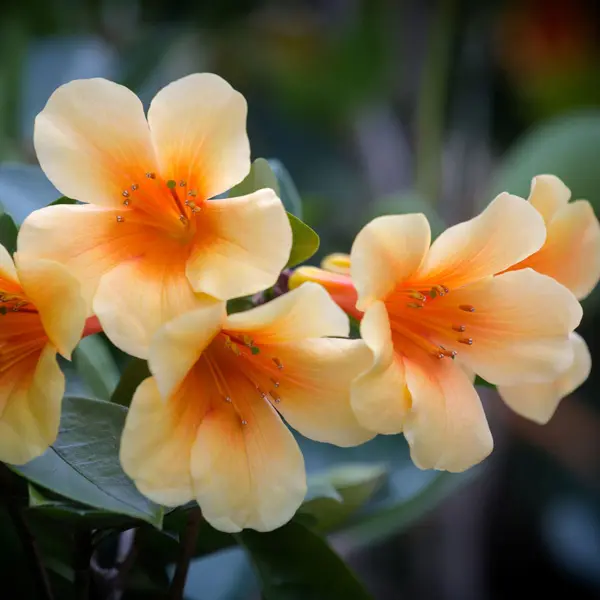 Vireya Rhododendron Dixie Vireya Rhododendron Dixie