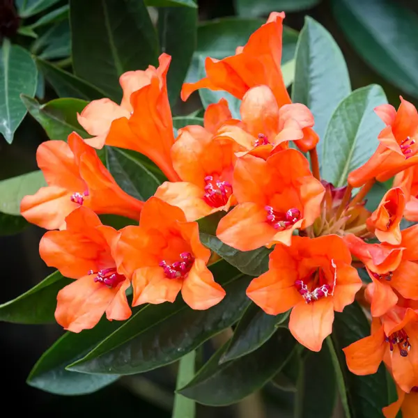 Vireya Rhododendron Inferno Vireya Rhododendron Inferno