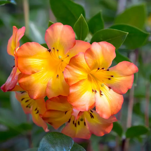 Vireya Rhododendron Simbu Sunset Vireya Rhododendron Simbu Sunset