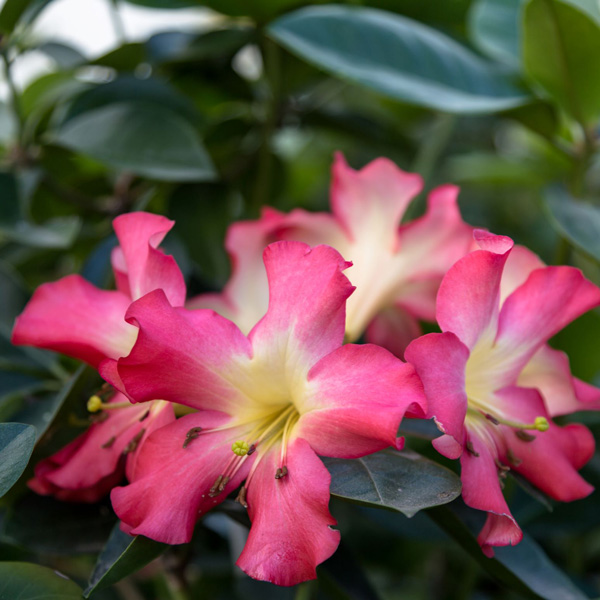 Vireya Rhododendron Strawberry Parfait Vireya Rhododendron Strawberry Parfait