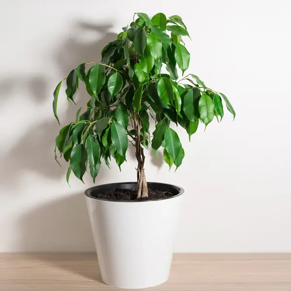 Weeping Fig Weeping Fig