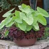 Xanthosoma Lime Zinger Pkxanlzi - Garden Express Australia