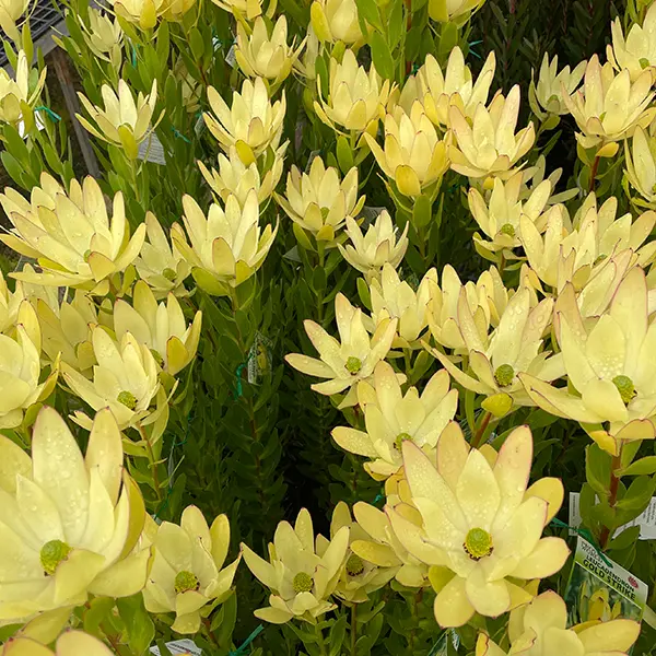 Leucadendron Gold Strike 75mm Pot Leucadendron Gold Strike 75mm Pot