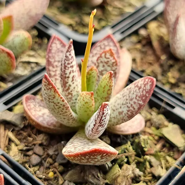 Adromischus Trigynus Adromischus Trigynus