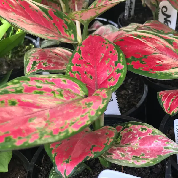 Aglaonema Red Valentine Aglaonema Red Valentine