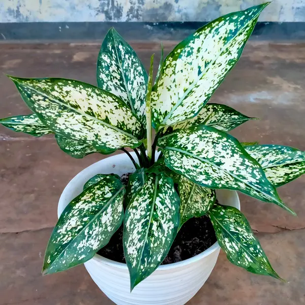 Aglaonema Thai Snowflake Aglaonema Thai Snowflake
