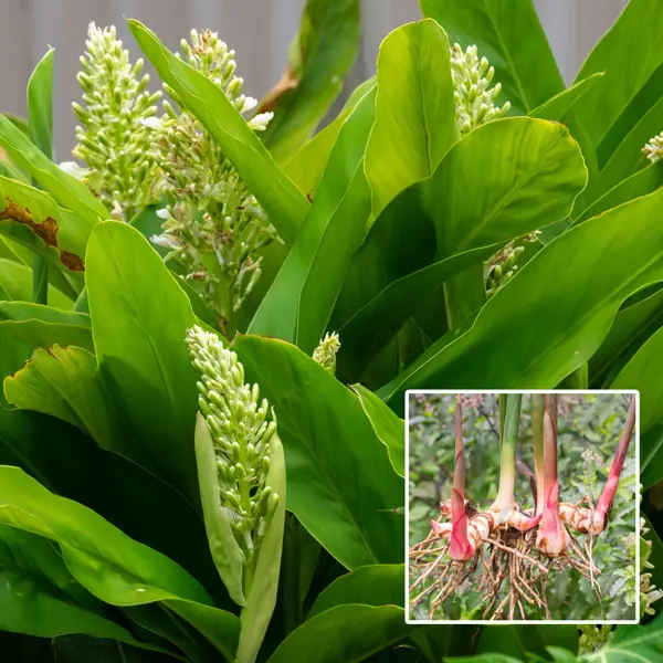 Alpinia Galangal – Thai Ginger Alpinia Galangal – Thai Ginger