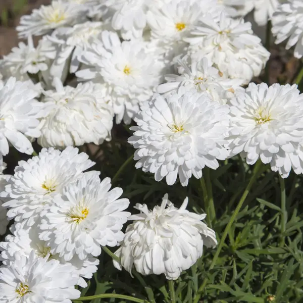 Argyranthemum Margeurite Daisy Double White