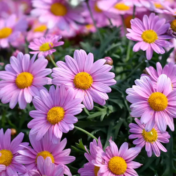Argyranthemum Margeurite Daisy Single Pink Argyranthemum Margeurite Daisy Single Pink