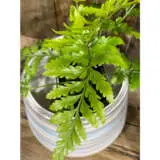 Asplenium Island Beauty Fern Asplenium Island Beauty Fern