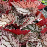 Begonia Silver Splash Begonia Silver Splash