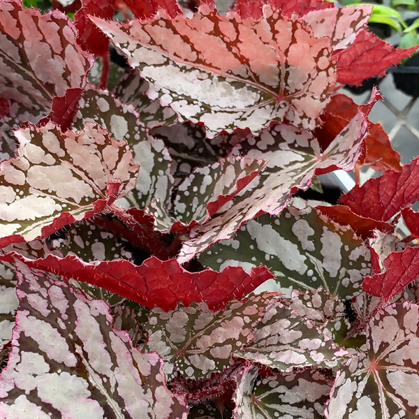 Begonia Silver Splash Begonia Silver Splash