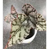 Begonia Silver Splash Pot P10begssp - Garden Express Australia