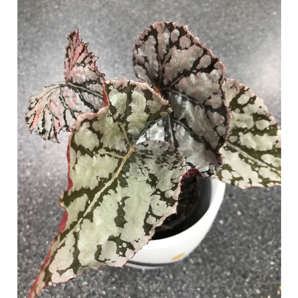 Begonia Silver Splash Begonia Silver Splash