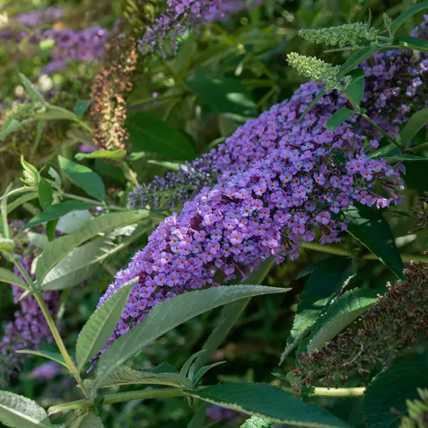 Buddleja Nanhoensis Blue Buddleja Nanhoensis Blue