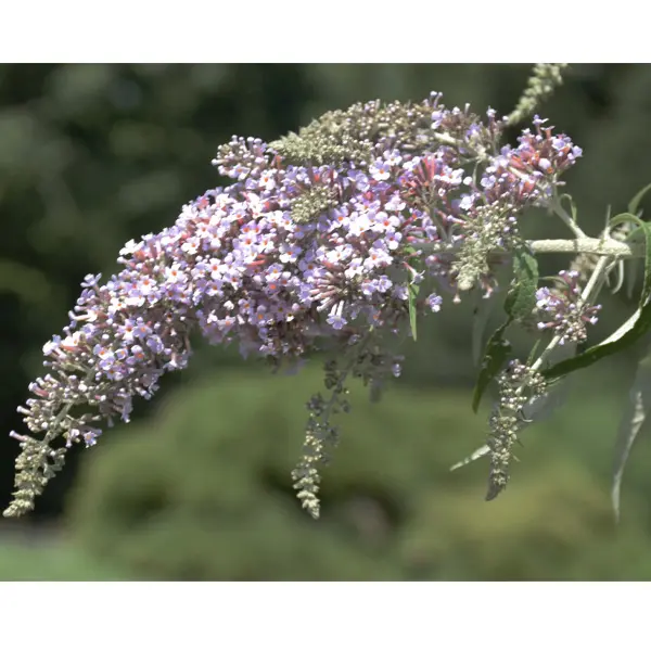 Buddleja Salviifolia Buddleja Salviifolia