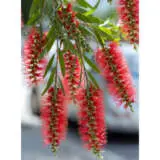 Callistemon Hannah Ray P68calhra - Garden Express Australia
