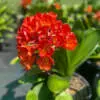 Shade Plants Australia | Create A Tropical-Look Garden With Clivia, Ferns & Hostas Clivia Chinese Broadleaf P20clicbl - Garden Express Australia