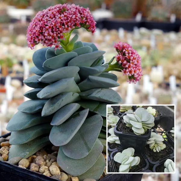 Crassula Morgans Beauty Crassula Morgans Beauty