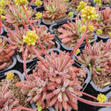 Crassula Pubescens