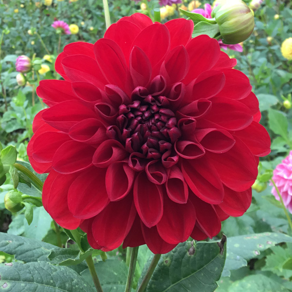 Dahlia Dragons Blood Dahlia Dragons Blood