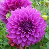Dahlia Oberon Dahlia Oberon