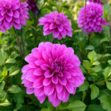 Dahlia Pkdahobe Oberon - Garden Express Australia