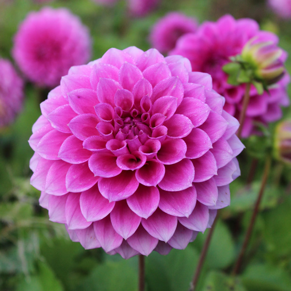Dahlia Pink Show Dahlia Pink Show