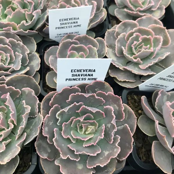 Echeveria Shaviana Princess Hime