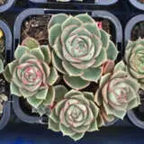 Echeveria Longissima P68echlon - Garden Express Australia