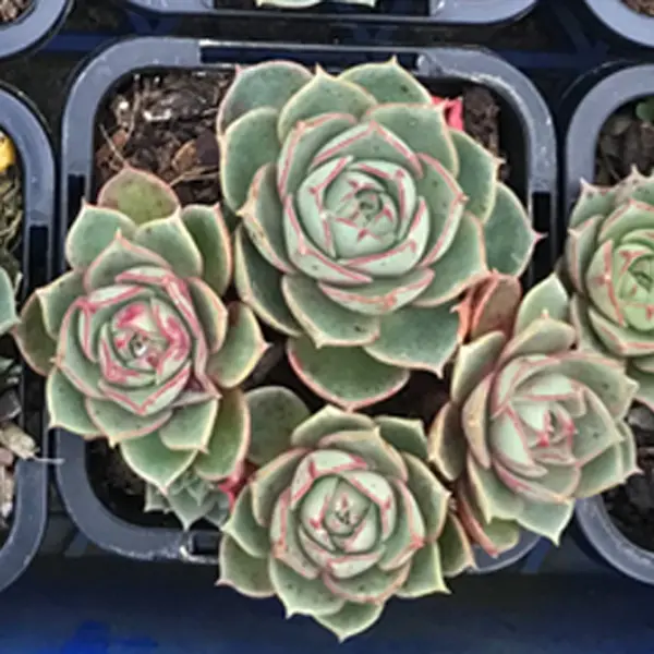 Echeveria Longissima Echeveria Longissima