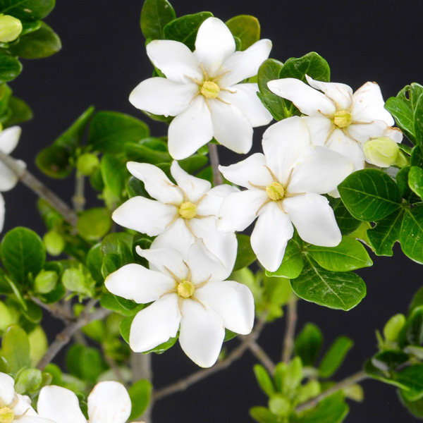 Gardenia Sweet Star Gardenia Sweet Star