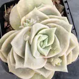 Graptoveria Lovely Rose P68gralro - Garden Express Australia