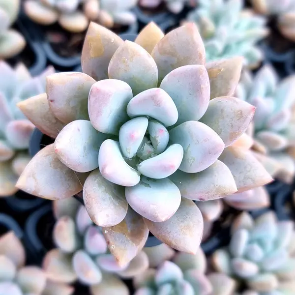 Graptoveria Opalina Graptoveria Opalina