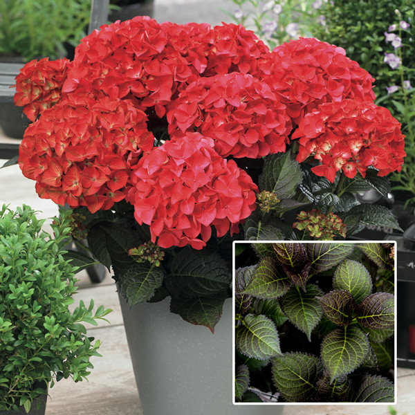 Hydrangea Tuxedo Red