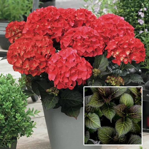 Hydrangea Tuxedo Red