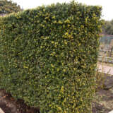 Ilex Fastigiata Green Pillar P20ilefgp - Garden Express Australia