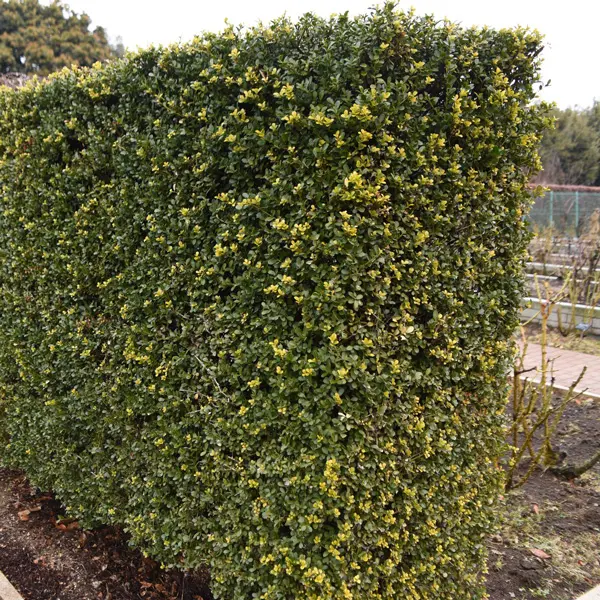 Ilex Fastigiata Green Pillar